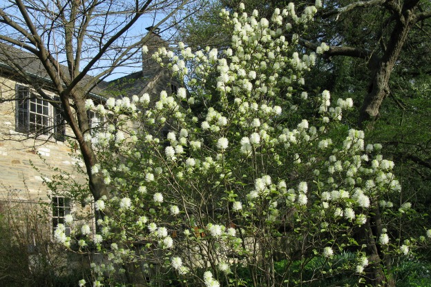 Fothergilla Major