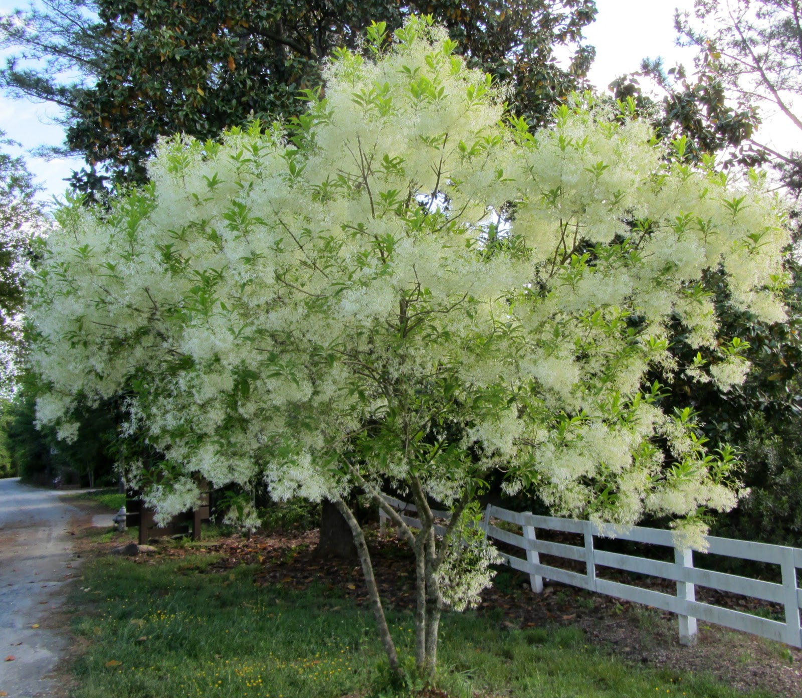 Fringetree