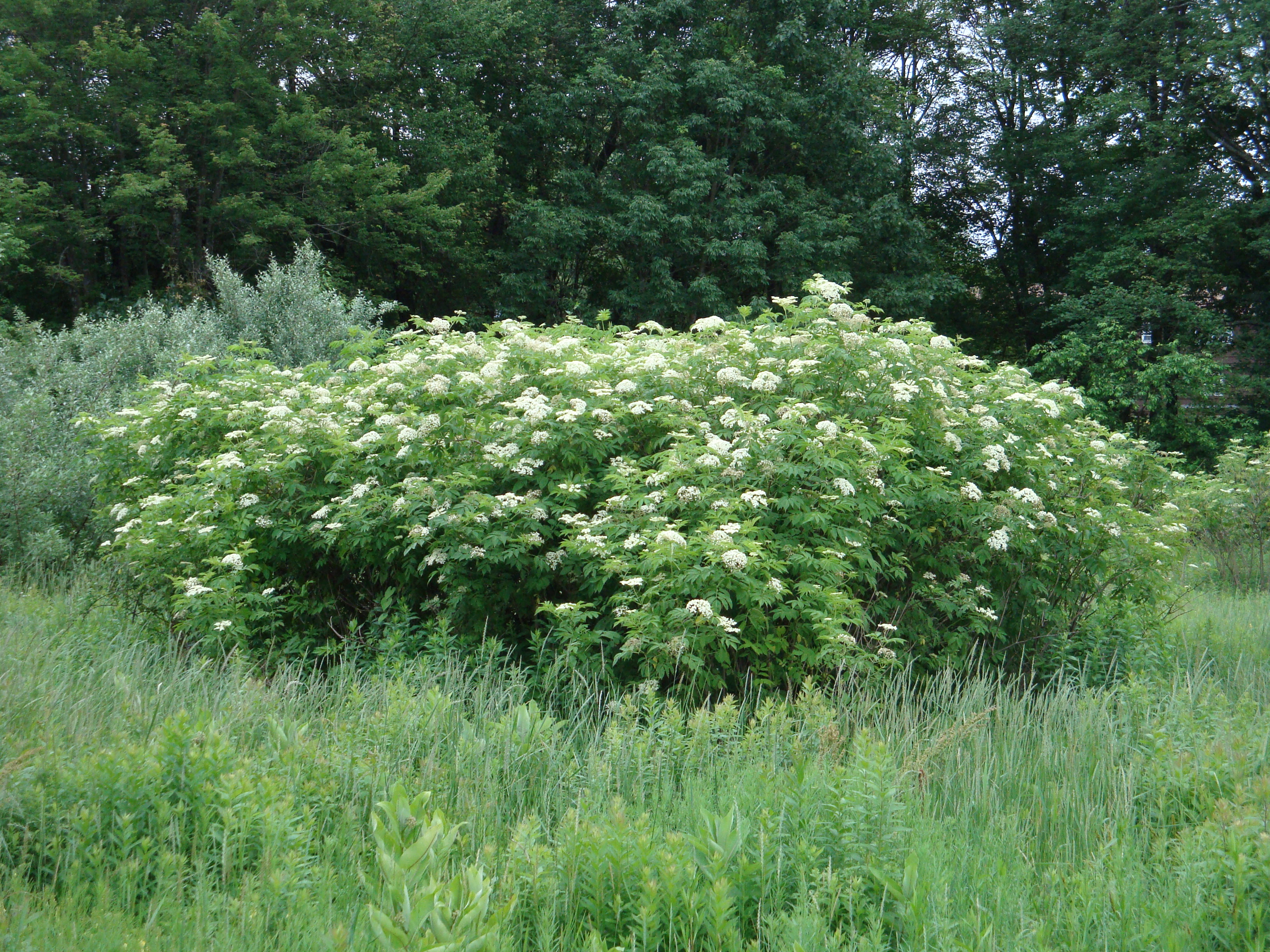 Sambucas canadensis