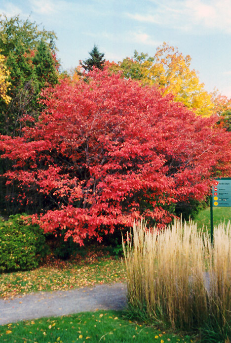 Serviceberry