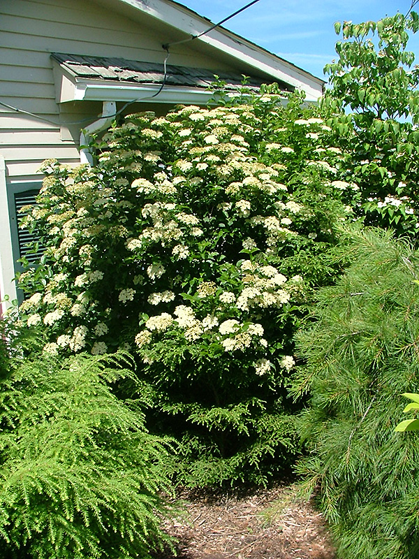 Viburnum dentatum